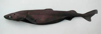 Velvet dogfish (Zameus squamulosus)