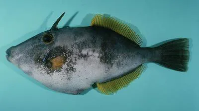 Velvet leatherjacket (Meuschenia scaber)