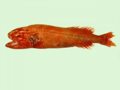 Velvet whalefish (Barbourisia rufa)
