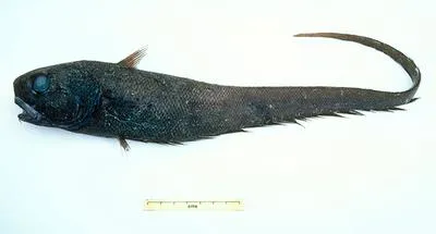 Velvet whiptail (Trachonurus gagates)