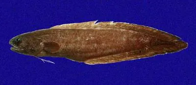 Velvetnose brotula (Petrotyx hopkinsi)
