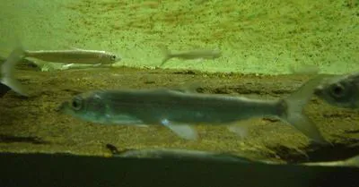 Vendace (Coregonus albula)