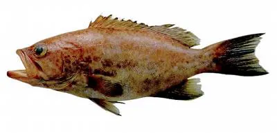 Venezuelan grouper (Mycteroperca cidi)