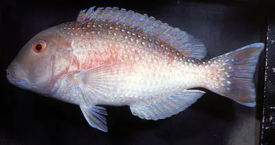 Venus tuskfish (Choerodon venustus)