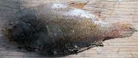 Veracruz whiff (Citharichthys abbotti)