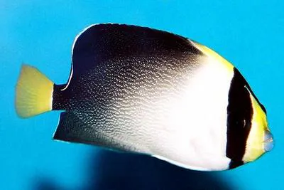 Vermiculated angelfish (Chaetodontoplus mesoleucus)