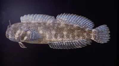 Vermiculated blenny (Entomacrodus vermiculatus)