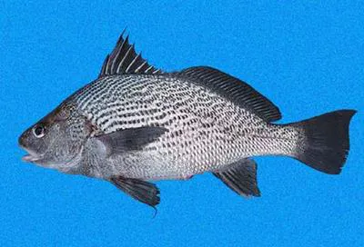 Vermiculated croaker (Ophioscion vermicularis)