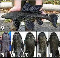 Vermiculated sailfin catfish (Pterygoplichthys disjunctivus)