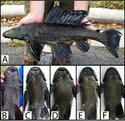 Vermiculated sailfin catfish (Pterygoplichthys disjunctivus)