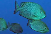 Vermiculated spinefoot (Siganus vermiculatus)