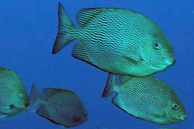 Vermiculated spinefoot (Siganus vermiculatus)
