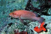 Vermilion hind (Cephalopholis oligosticta)