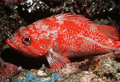Vermilion rockfish (Sebastes miniatus)