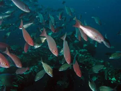 Vermilion snapper (Rhomboplites aurorubens)