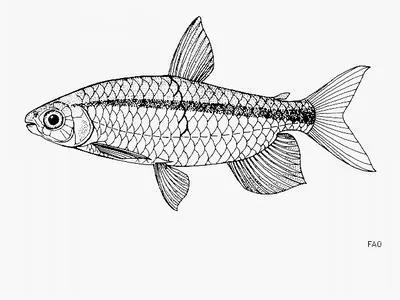 Victoria robber (Brycinus jacksonii)