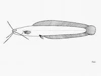 Victoria snake catfish (Clariallabes petricola)