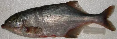 Victoria stonebasher (Marcusenius victoriae)