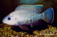 Victoria tilapia (Oreochromis variabilis)