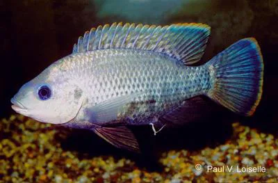 Victoria tilapia (Oreochromis variabilis)