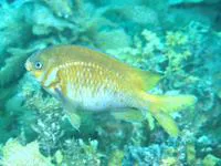 Victorian scalyfin (Parma victoriae)
