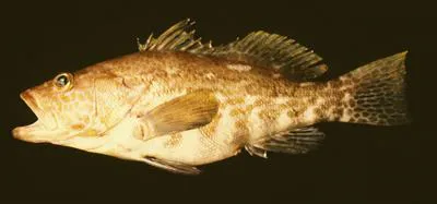 Vieja (Paralabrax dewegeri)