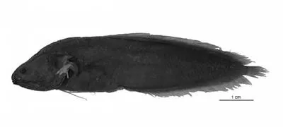 Vietnam coralbrotula (Diancistrus vietnamensis)