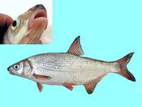 Vimba bream (Vimba vimba)