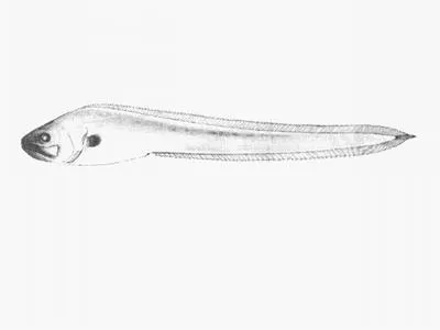 Violet cuskeel (Brotulotaenia crassa)