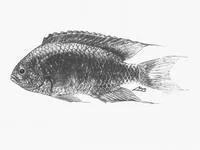 Violet damsel (Neopomacentrus fallax)