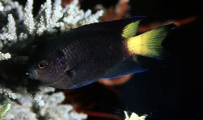 Violet demoiselle (Neopomacentrus violascens)