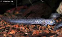 Violet goby (Gobioides broussonnetii)