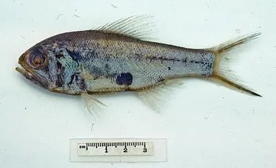 Violet roughy (Optivus agastos)