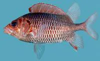 Violet squirrelfish (Sargocentron violaceum)
