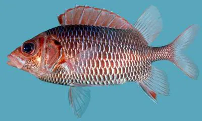 Violet squirrelfish (Sargocentron violaceum)