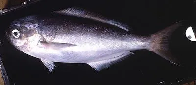 Violet warehou (Schedophilus velaini)