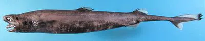 Viper dogfish (Trigonognathus kabeyai)