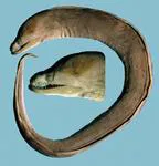 Viper moray (Enchelynassa canina)