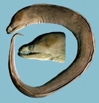 Viper moray (Enchelynassa canina)