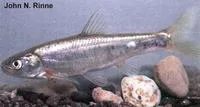 Virgin spinedace (Lepidomeda mollispinis)