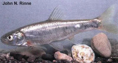 Virgin spinedace (Lepidomeda mollispinis)