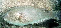 Viridescent parrotfish (Calotomus viridescens)