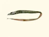 Vityaz' frostfish (Benthodesmus vityazi)