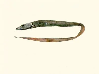 Vityaz' frostfish (Benthodesmus vityazi)