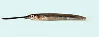 Viviparous halfbeak (Zenarchopterus gilli)
