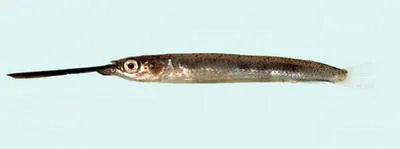 Viviparous halfbeak (Zenarchopterus gilli)