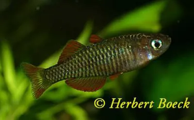 Vogelkop blue-eye (Pseudomugil reticulatus)