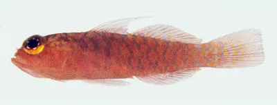 Volcano pygmy goby (Trimma volcana)