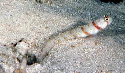 Volcano shrimpgoby (Amblyeleotris rhyax)