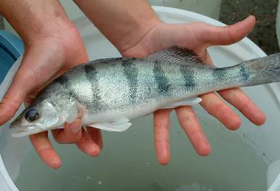 Volga pikeperch (Sander volgensis)